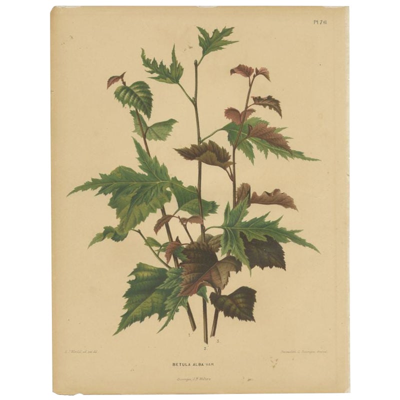 Antiker Blumendruck der Betula Pubescens, 1879