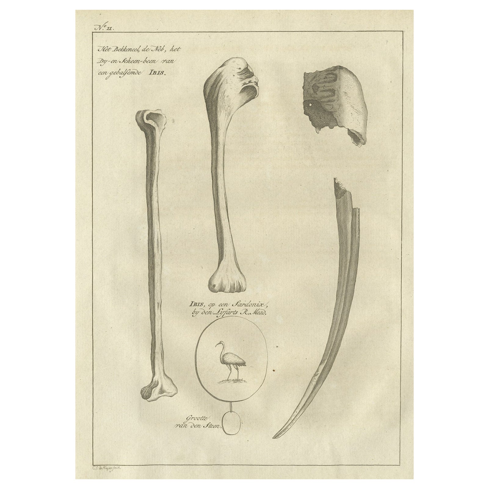 Antike Gravur des Bill and Bones eines Ibis-Vogels, 1773