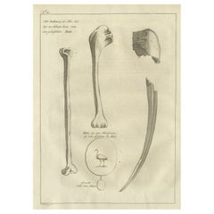 Gravure ancienne du bœuf et des os d'un oiseau Ibis, 1773