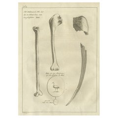 Antike Gravur des Bill and Bones eines Ibis-Vogels, 1773