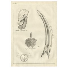 Used Print of the Bill of an Ibis Bird by Shaw, 1773