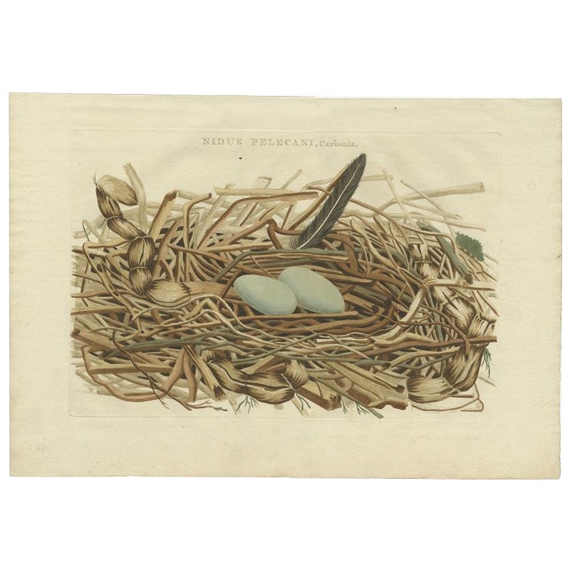 Impression ancienne d'un nid d'oiseau du grand cormoran noir