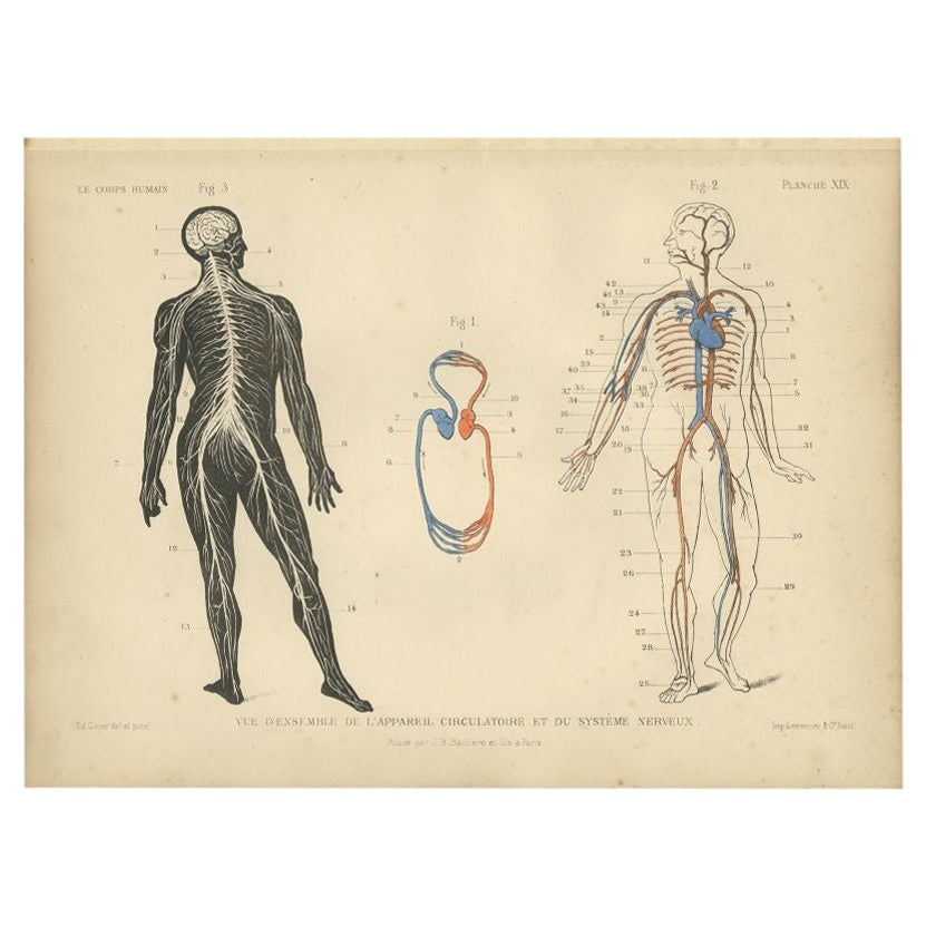 Antique Print of the Circulatory System and Nervous System, 1879