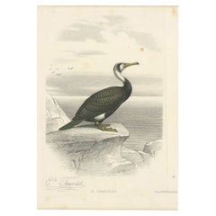 Antique Print of a Cormorant Bird, circa 1860