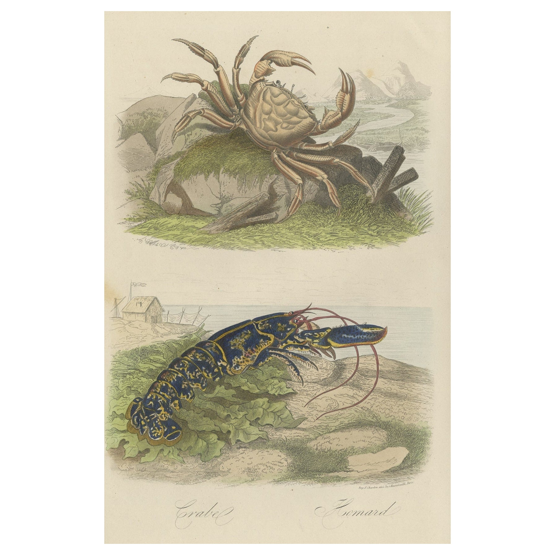 Impression ancienne colorée d'un crabe et d'un homard, 1854