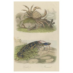 Antique Colored Print of a Crab and Lobster, 1854