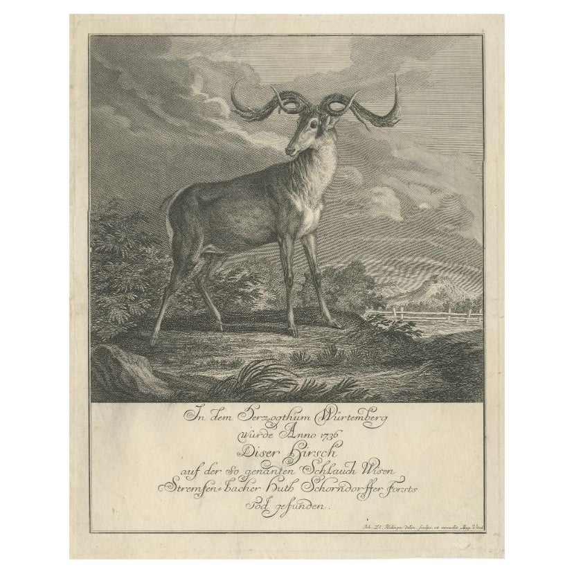 Original Antique Engraving of a Deer by Ridinger, circa 1745 For Sale