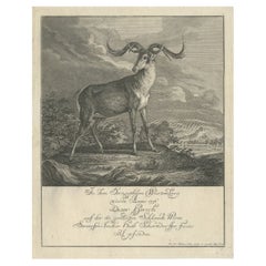 Original Antique Engraving of a Deer by Ridinger, circa 1745
