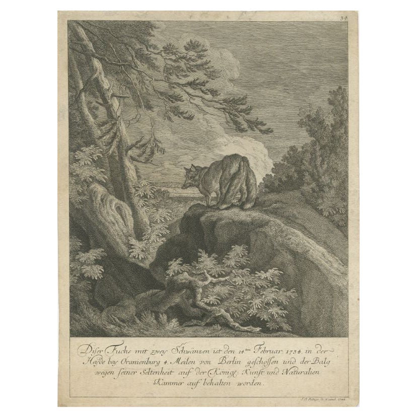 Antique Print of a Fox with two Tails by Ridinger, c.1745 For Sale