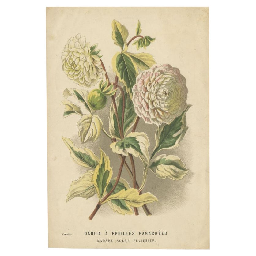 Antique Flower Print of a Dahlia, C.1880 For Sale