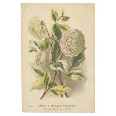 Impression ancienne de fleurs d'un Dahlia, vers 1880