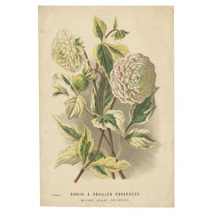 Grabado floral antiguo de una dalia, c.1880
