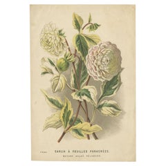 Antiker Blumendruck einer Dahlia mit Blumendruck, um 1880