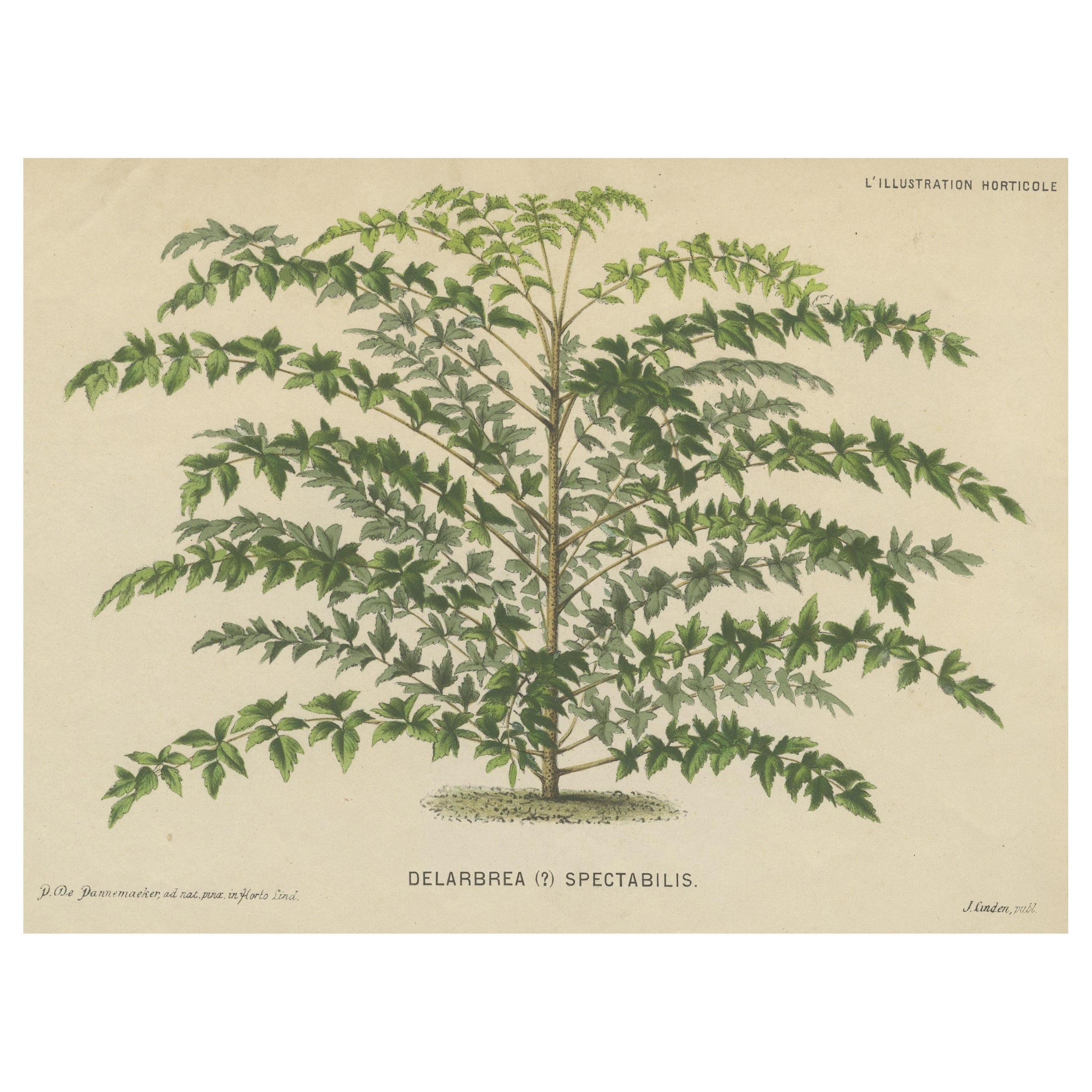 Grabado original antiguo de una planta Delarbrea, 1878
