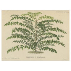 Original Antique Print of a Delarbrea Plant, 1878