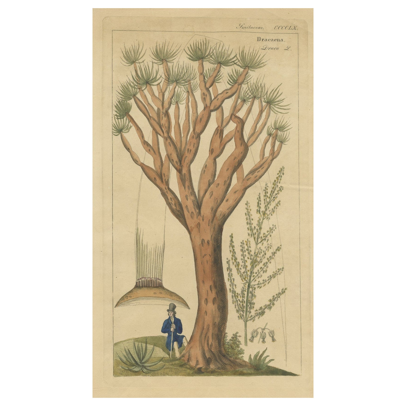 Antique Print of a Dragon Tree, c.1860 For Sale