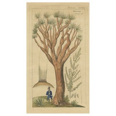 Antique Print of a Dragon Tree, c.1860