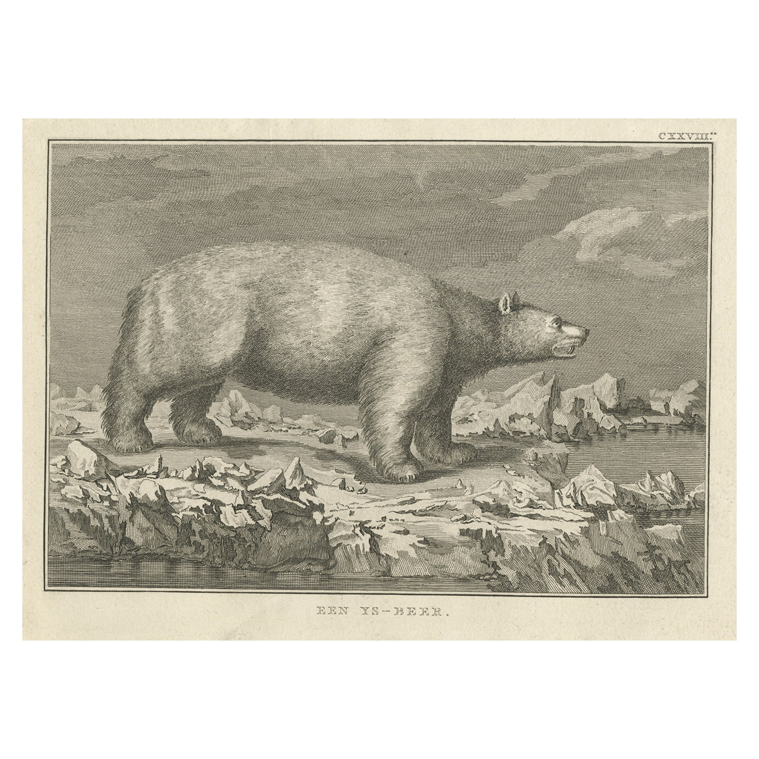 Original Antique Engraving of a Polar Bear by Cook, 1803 For Sale