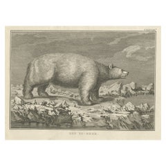 Gravure ancienne d'origine d'un ours polaire par Cook, 1803