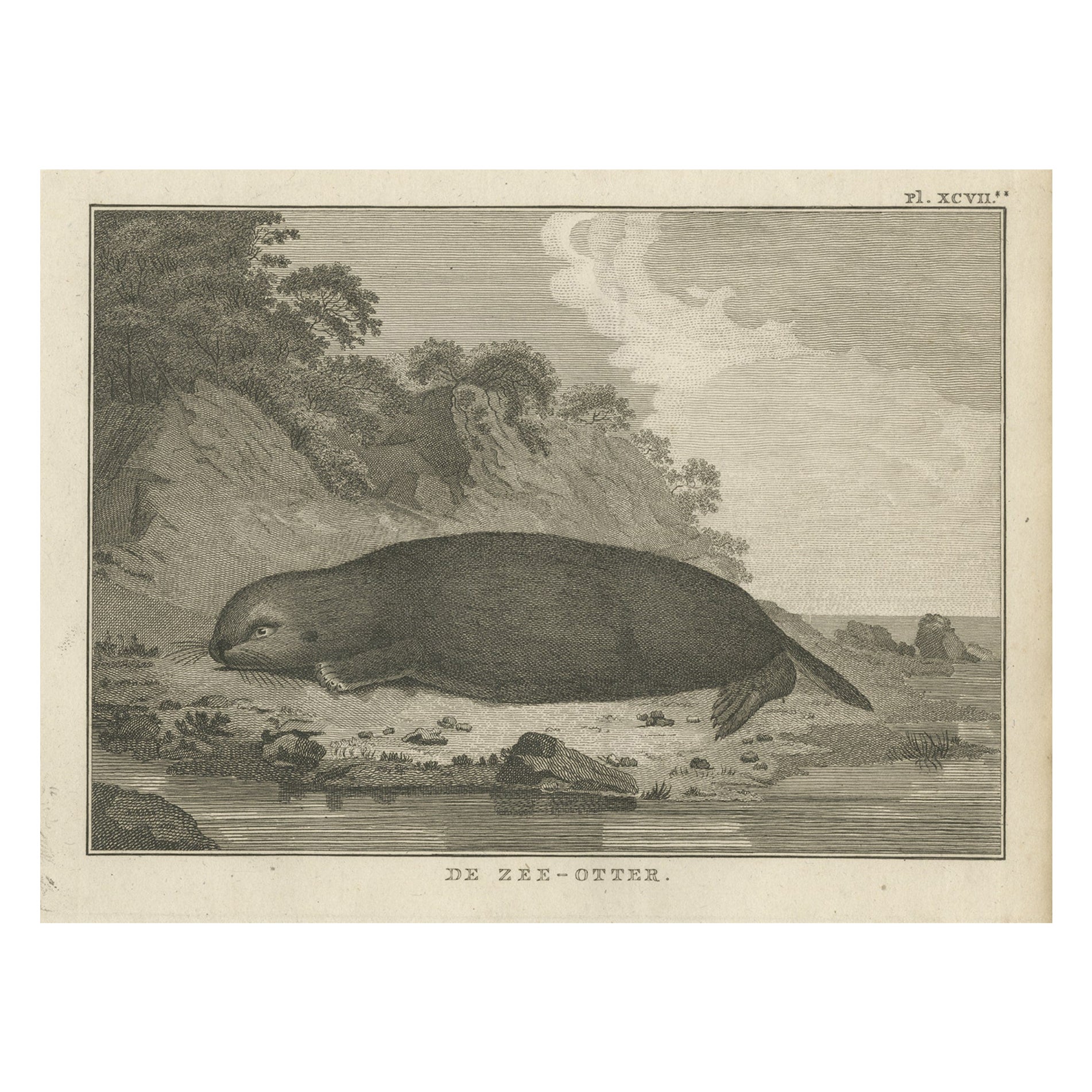 Grabado antiguo de una nutria marina de Cook, 1803