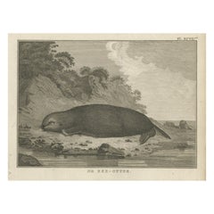 Antique Print of a Sea Otter by Cook, 1803