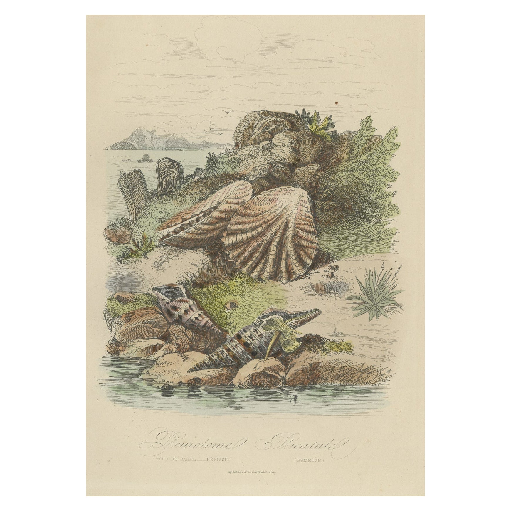 Impression ancienne d'un escargot de mer et d'autres mollusques, 1854