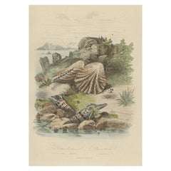 Antiker Druck eines Seeschneefängers und eines anderen Mollusc, 1854