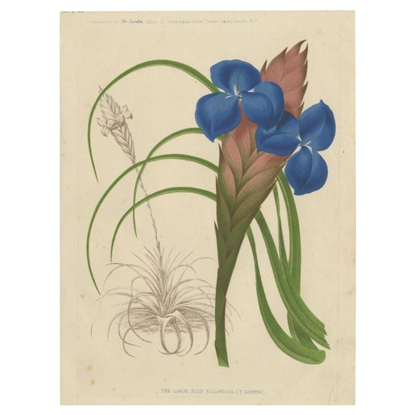 Antique Print of a Handcolored Blue Tillandsia Plant, C.1878 For Sale