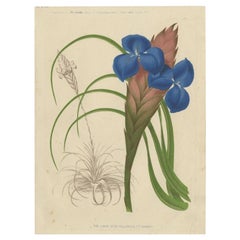 Antiker Druck einer handkolorierten blauen Tillandsia-Pflanzgefäße, um 1878