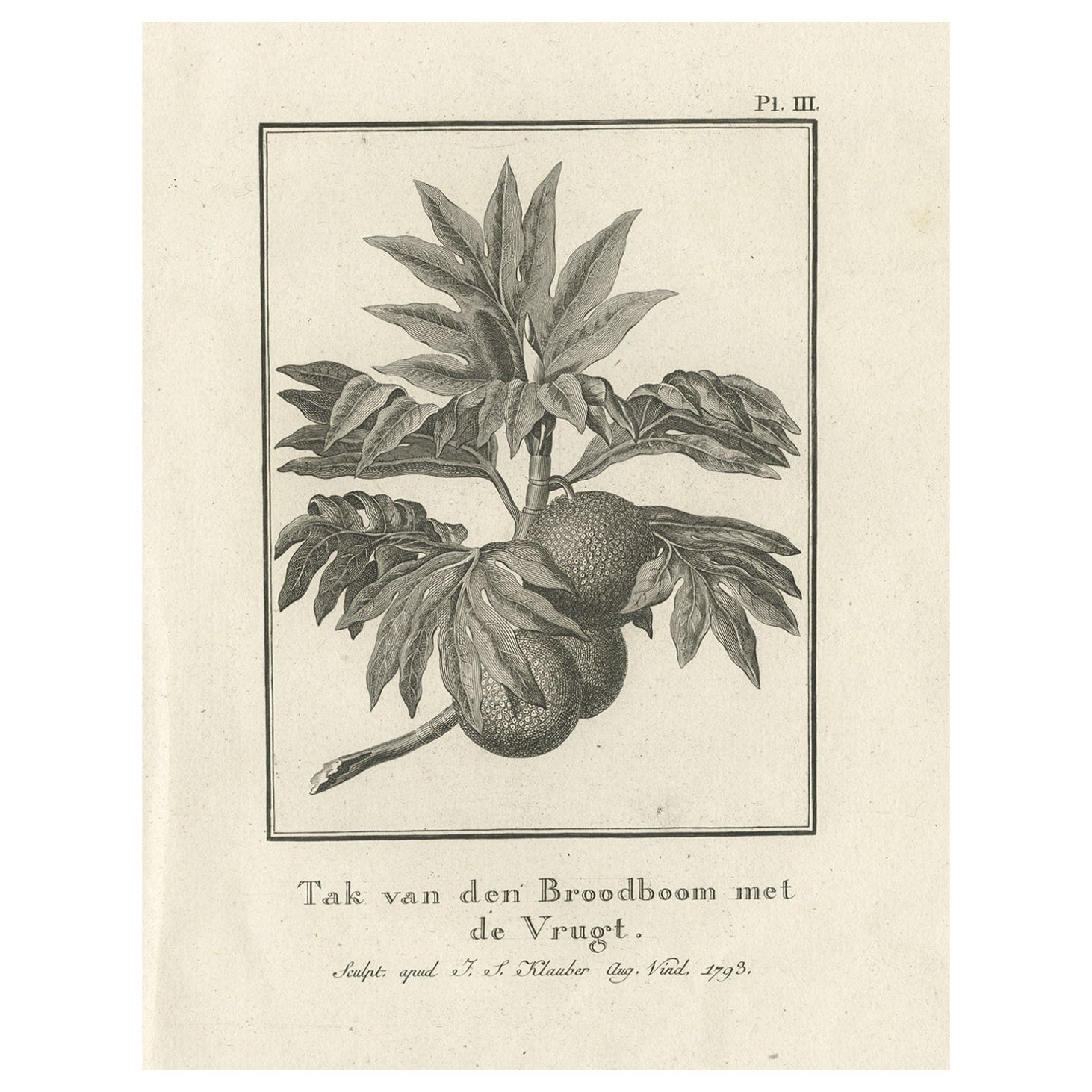 Rare Antique Engraving of a Breadfruit Tree from Captain Cooks' Travels, 1803