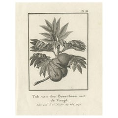 Seltener antiker Gravur eines Brotfruitbaums von Kapitän Cooks' Reisen, 1803