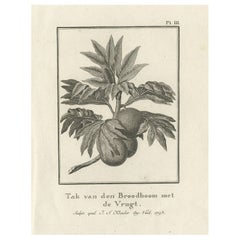 Rara incisione antica di un albero di pangrattato dai Viaggi del Capitano Cooks, 1803