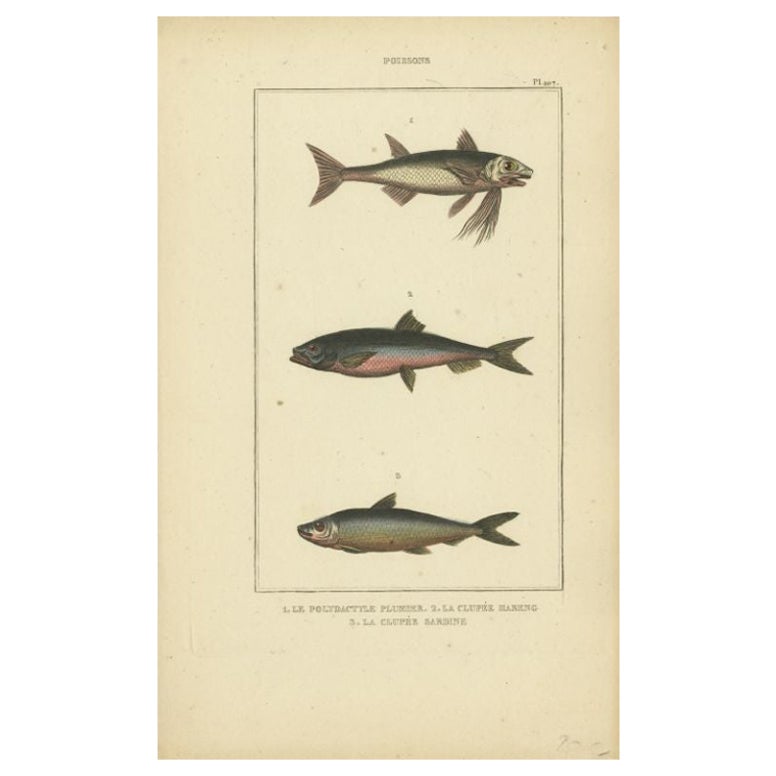 Antique Print of the Sardine and Other Fish species, 1844 For Sale
