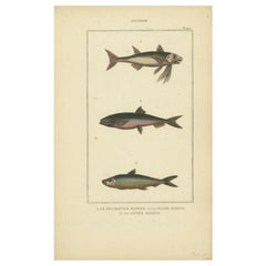 Impression ancienne de Sardine et autres espèces de poissons, 1844