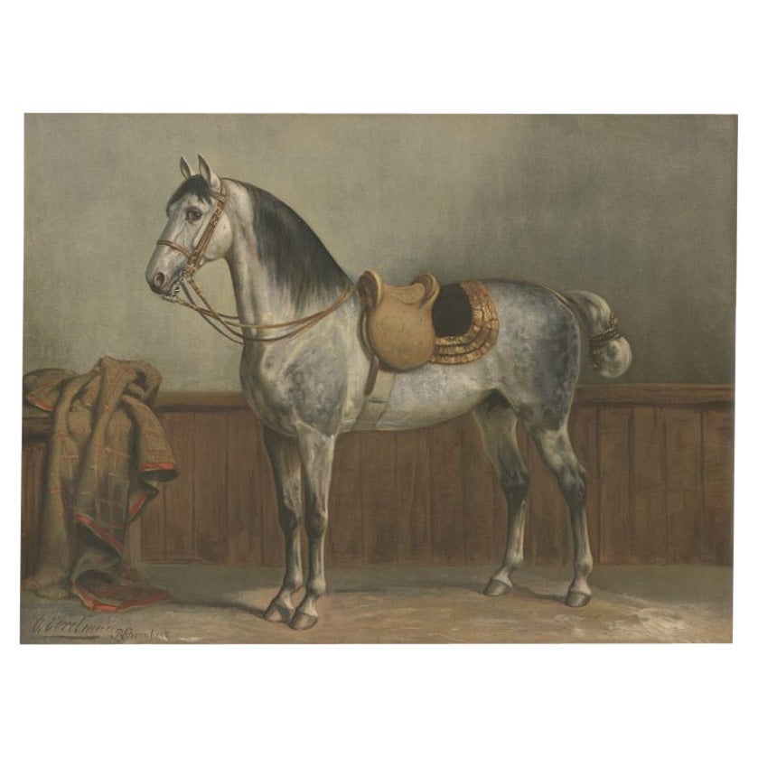 Antique Print of a Lippizaner Horse by Eerelman, 1903 For Sale
