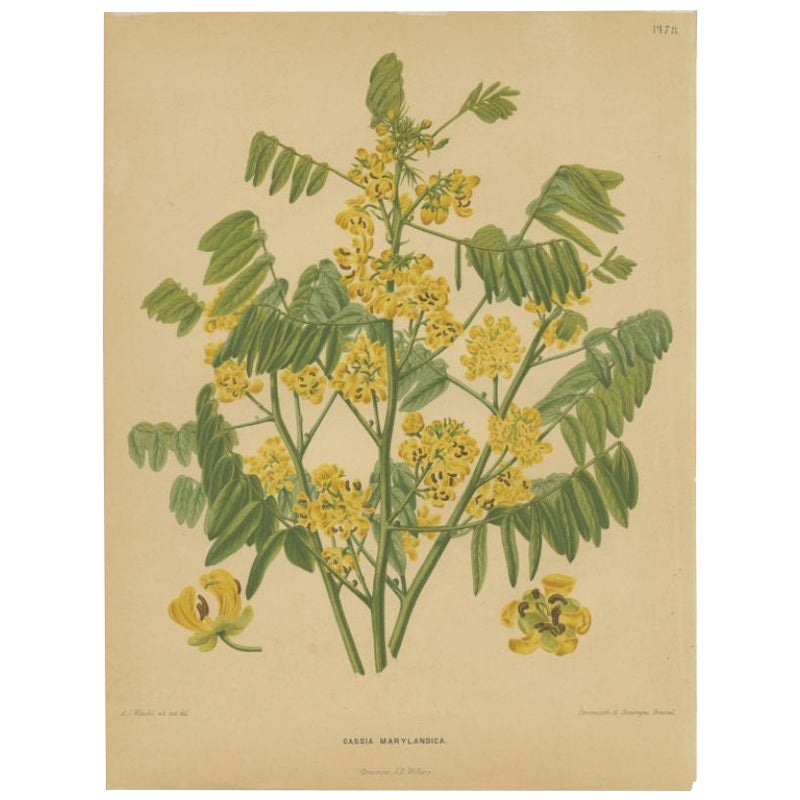 Antique Flower Print of the Senna Marilandica, 1879 For Sale