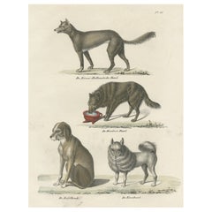 Attractive Antique Print of the Sheepdog and Other Dog Breeds, 1845