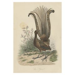 Decorative Antique Print of a Lyrebird, 1854
