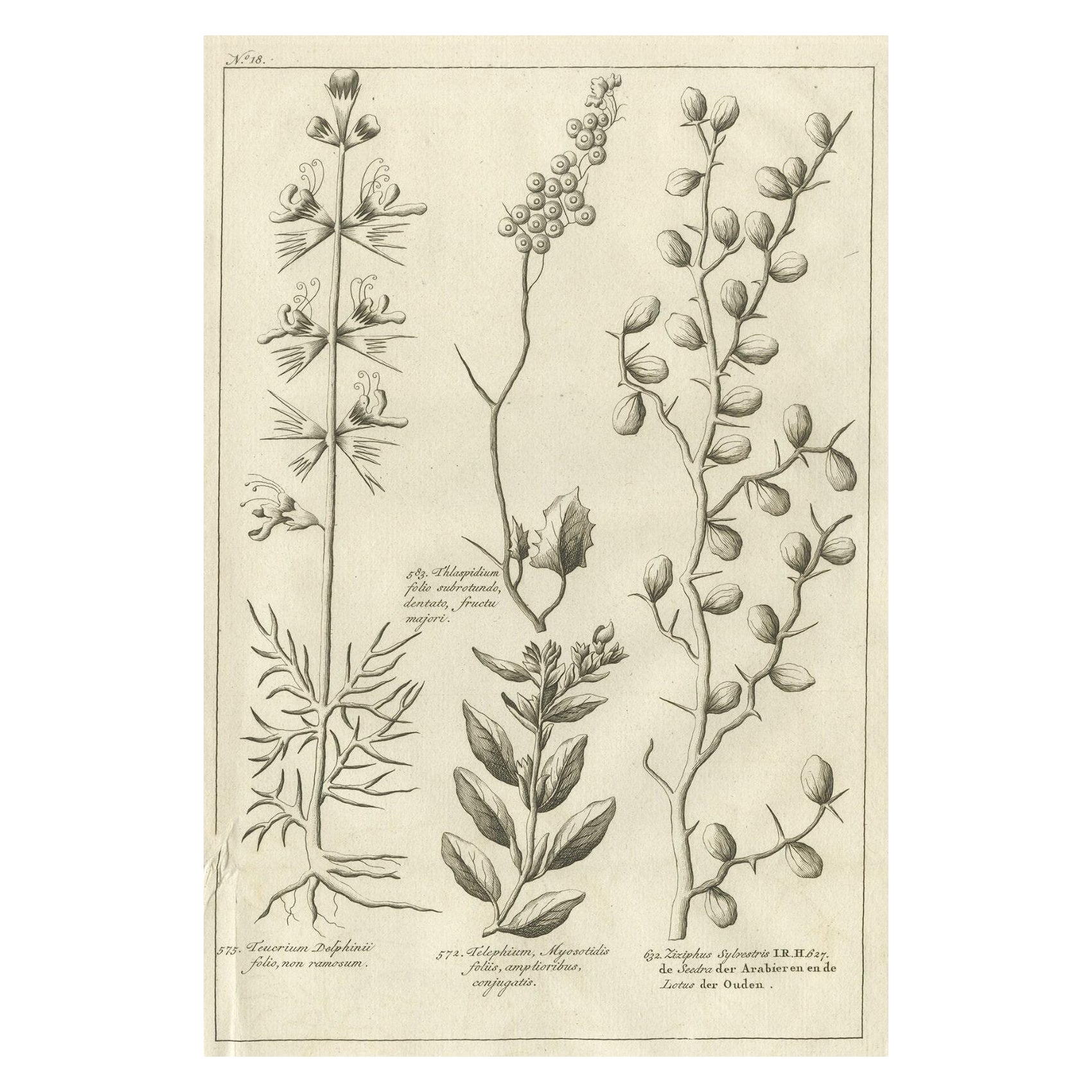 Antique Print of a Ziziphus and Other Plants by Shaw, 1780 For Sale