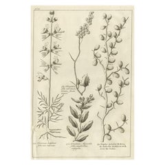 Impression ancienne d'un Ziziphus et d'autres plantes de Shaw, 1780