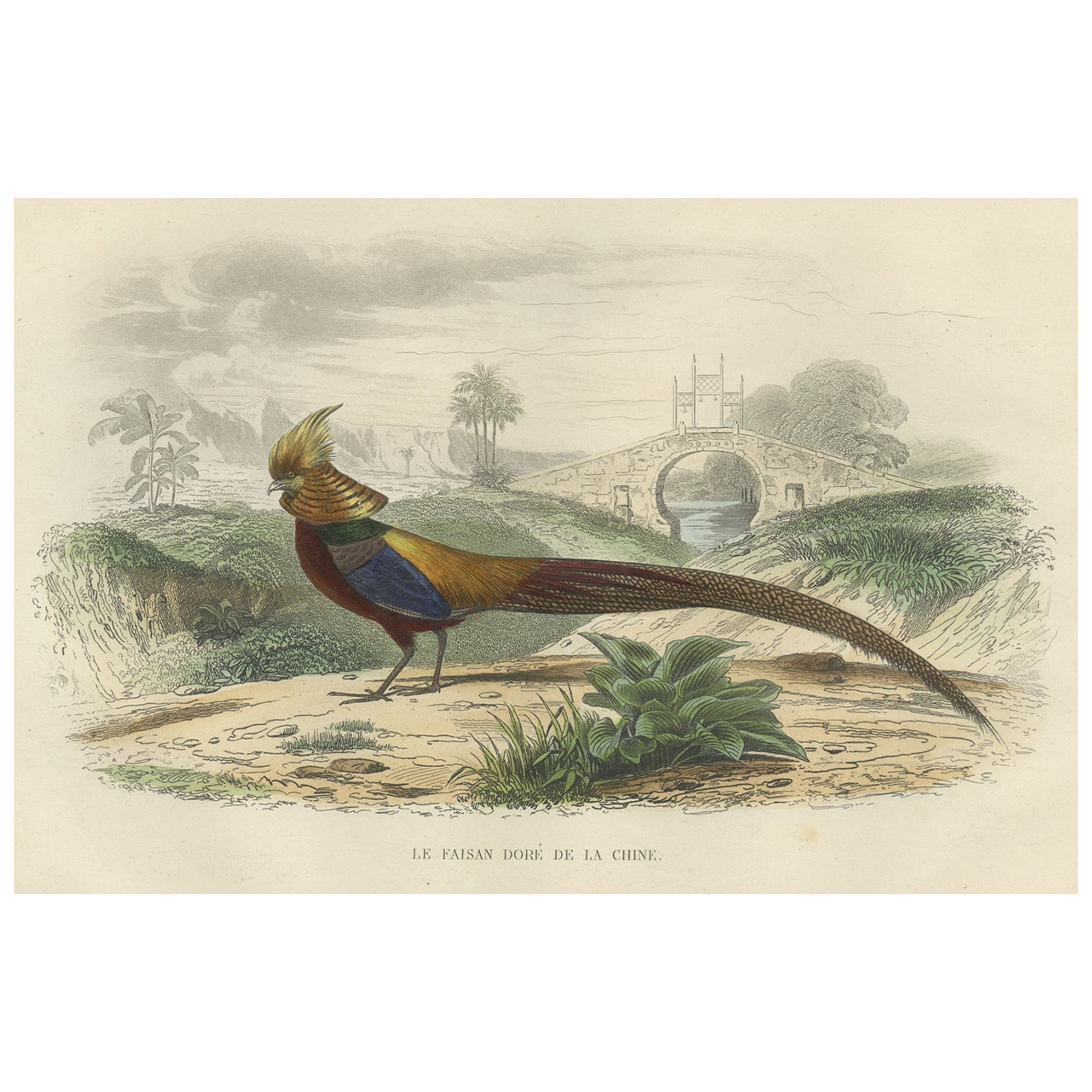 Magnifique imprimé décoratif coloré à la main d'un faisan doré de Chine, vers 1840