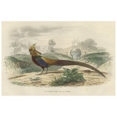 Antique Beautiful Decorative Hand-Colored Print of a Golden Pheasant from China, C.1840