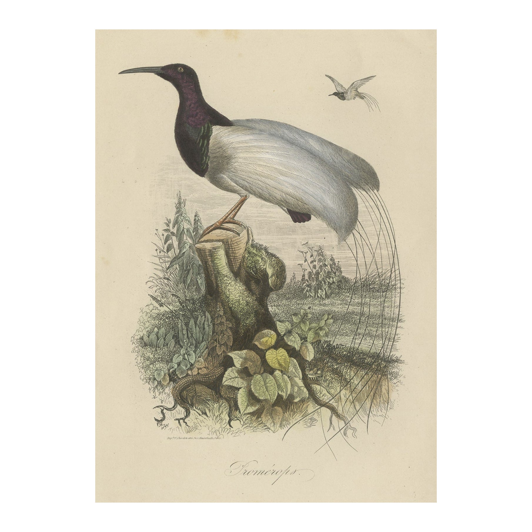 Antique Print of a Beautiful Handcolored Sugarbird, 1854 For Sale