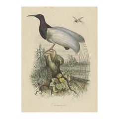 Antique Print of a Beautiful Handcolored Sugarbird, 1854
