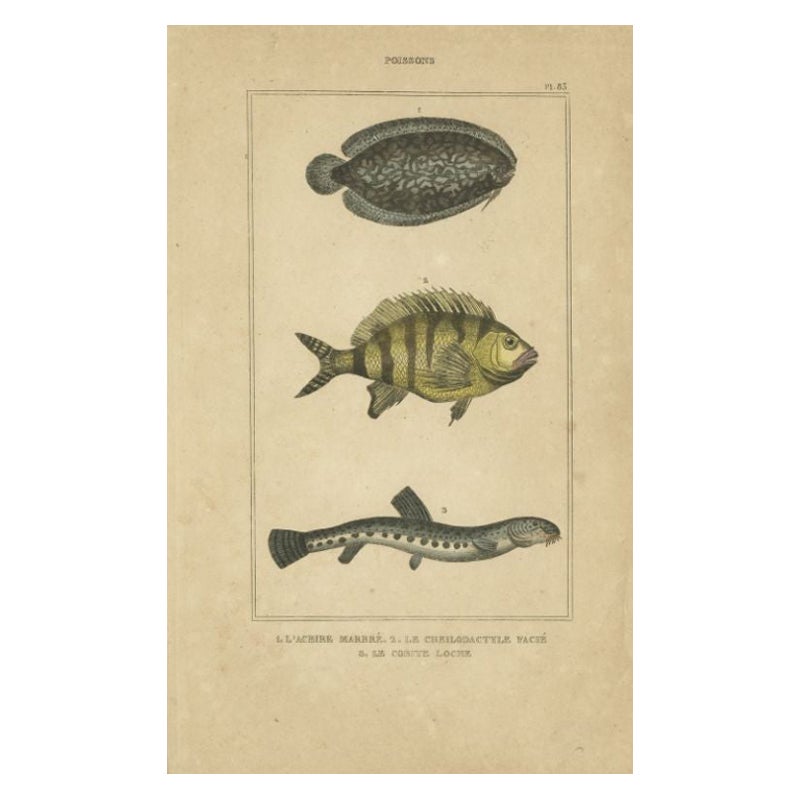 Antique Print of the Tonguefish and Other Fish Species, 1844
