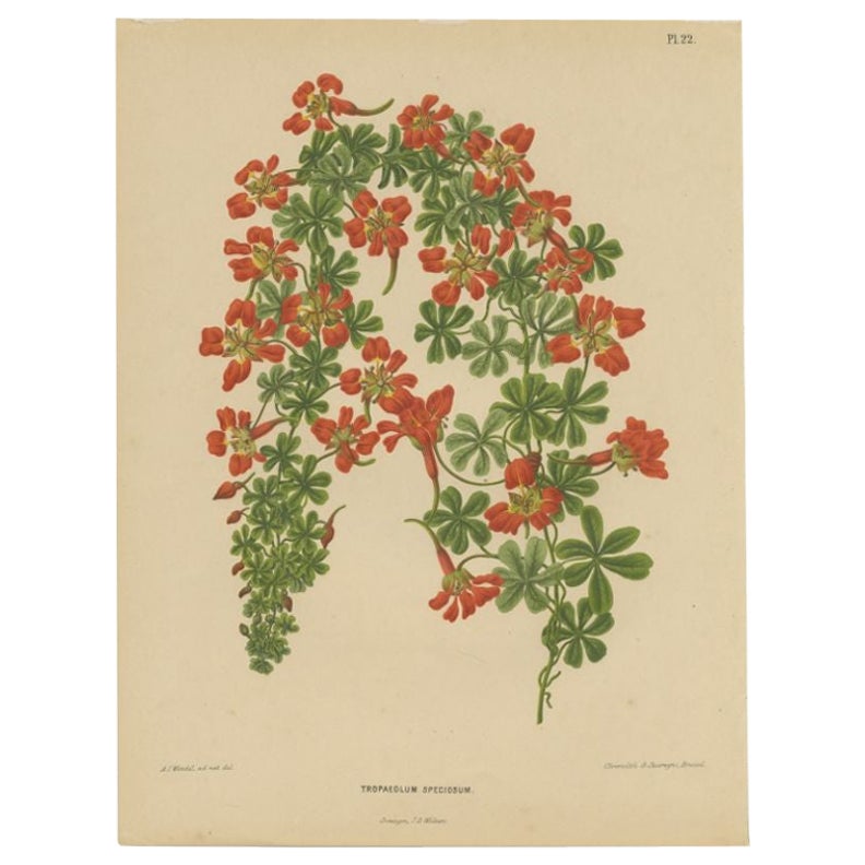 Antique Print of the Tropaeolum Speciosum by Severeyns, 1879 For Sale
