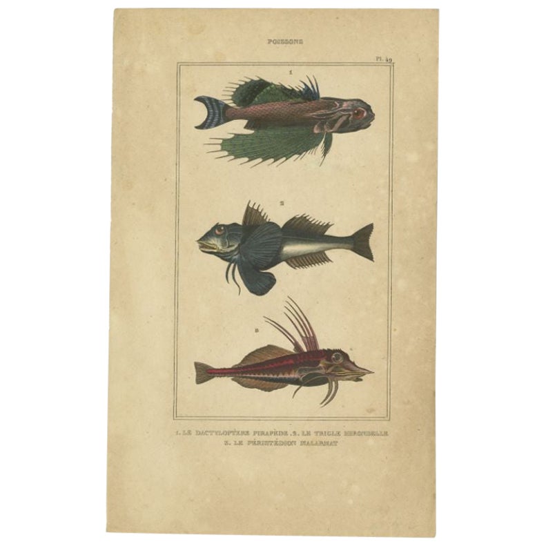 Antique Print of the Tubfish and other Fish species, 1844 For Sale