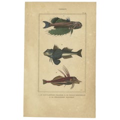 Antique Print of the Tubfish and other Fish species, 1844