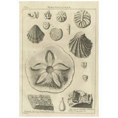 Antique Engraving of Various Stone Fossils, 1780