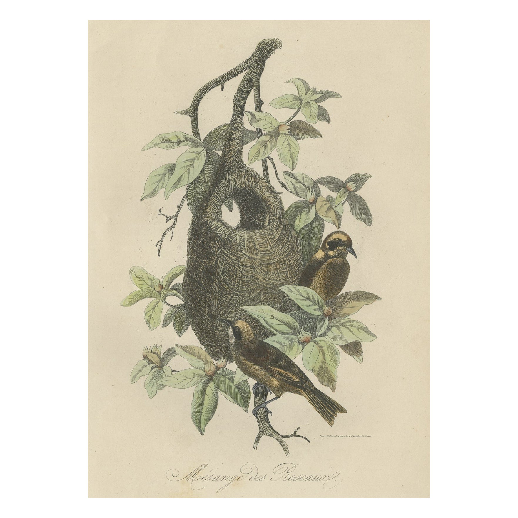 Antique Print of Tit Species with Nest, 1854